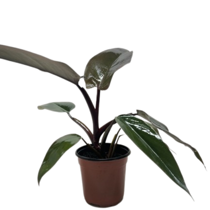 Philodendron Majesty