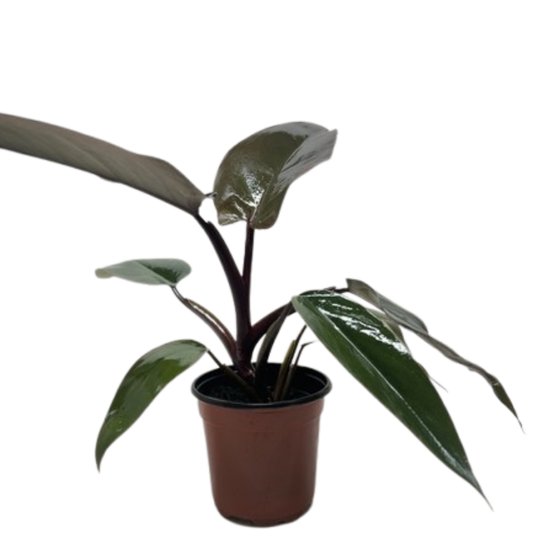 Philodendron Majesty