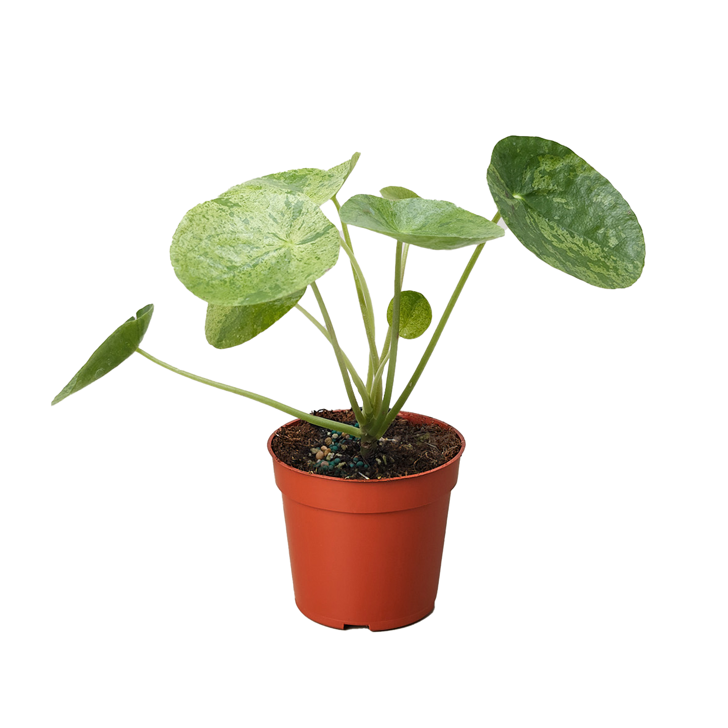 Pilea 'Mojito'
