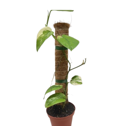 Pothos Jade Satin Albo