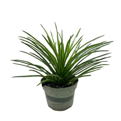 Succulent Agave Twin Flower