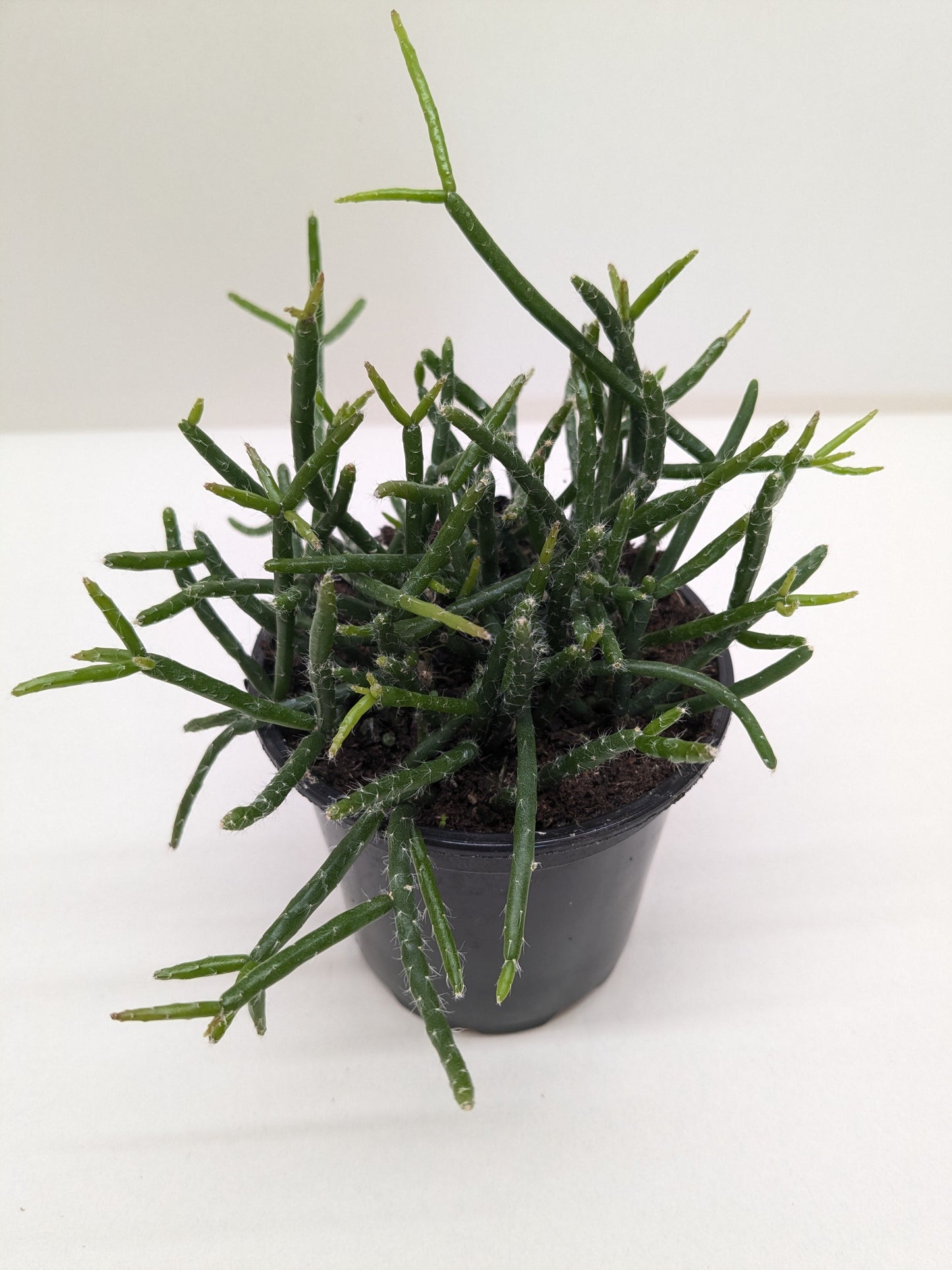 Succulent Cactus 'Mistletoe'