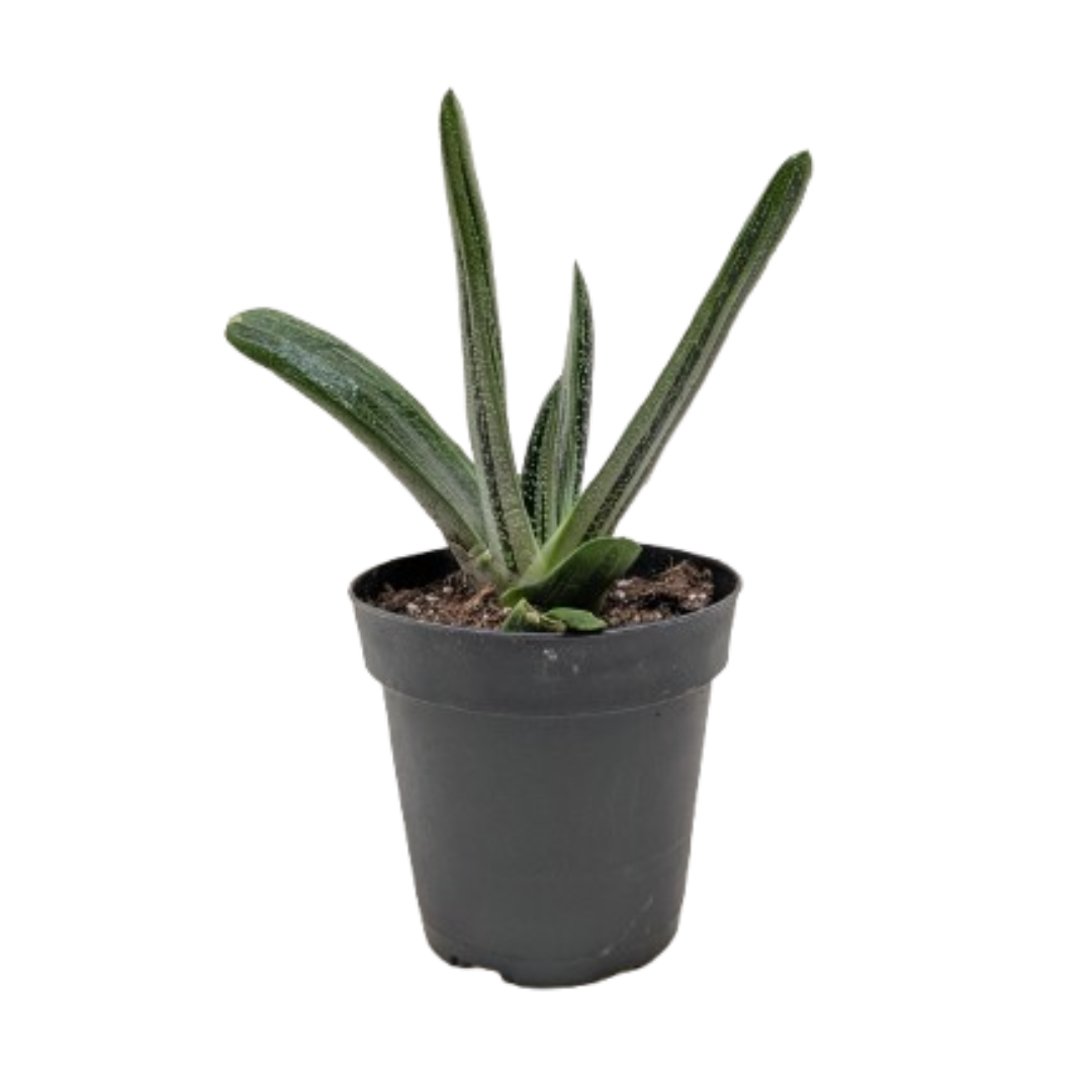 Succulent Gasteria Little Warty