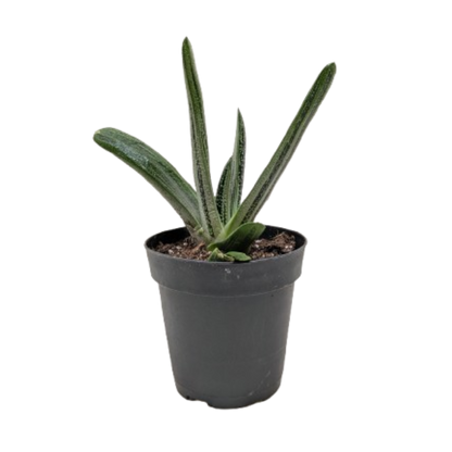 Succulent Gasteria Little Warty