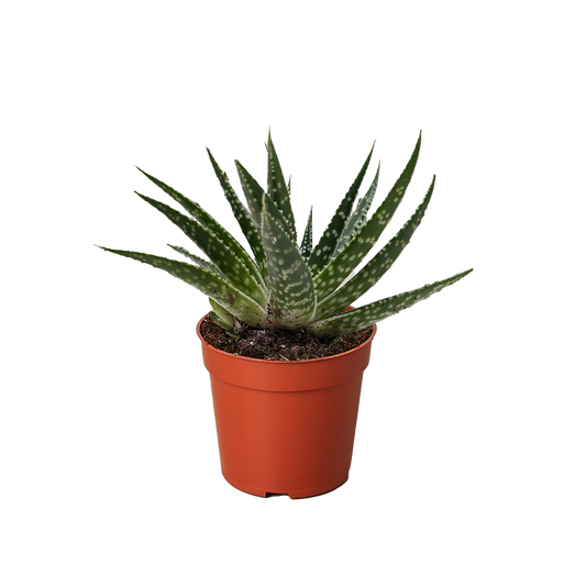 Succulent Gasteria Zimflora