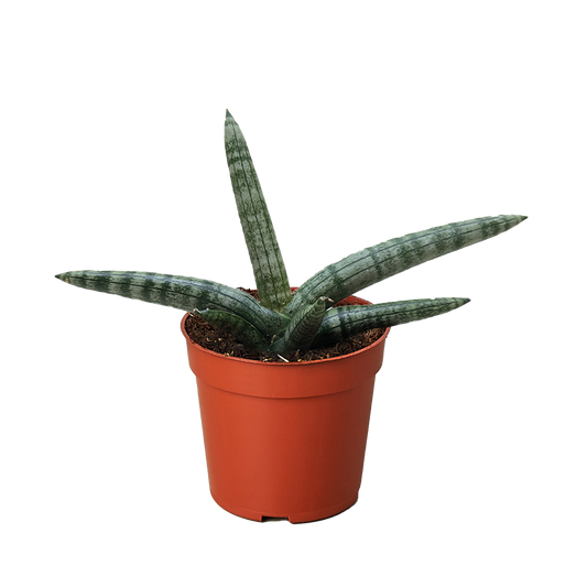 Succulent Stapelia African Starfish