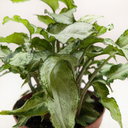 Syngonium 'Three Kings'