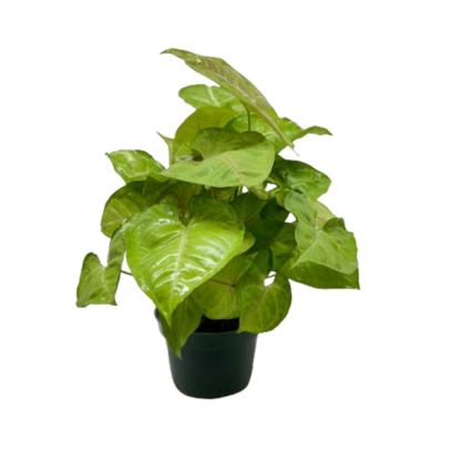 Syngonium Cream Allusion