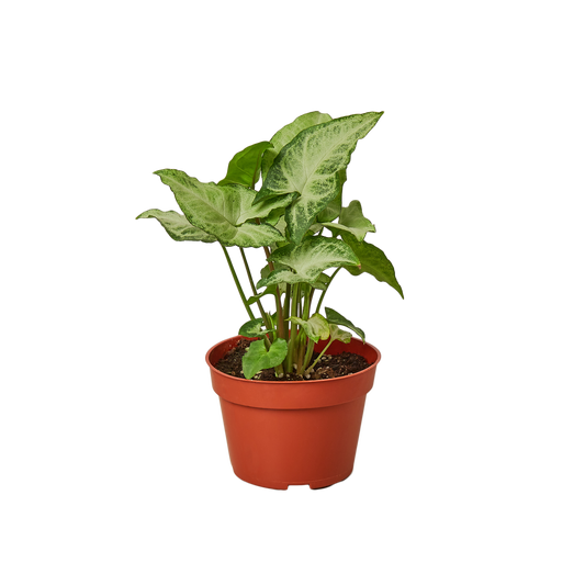 Syngonium White Butterfly