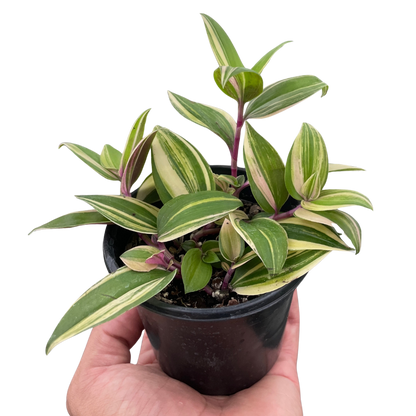 Tradescantia 'Tricolor'