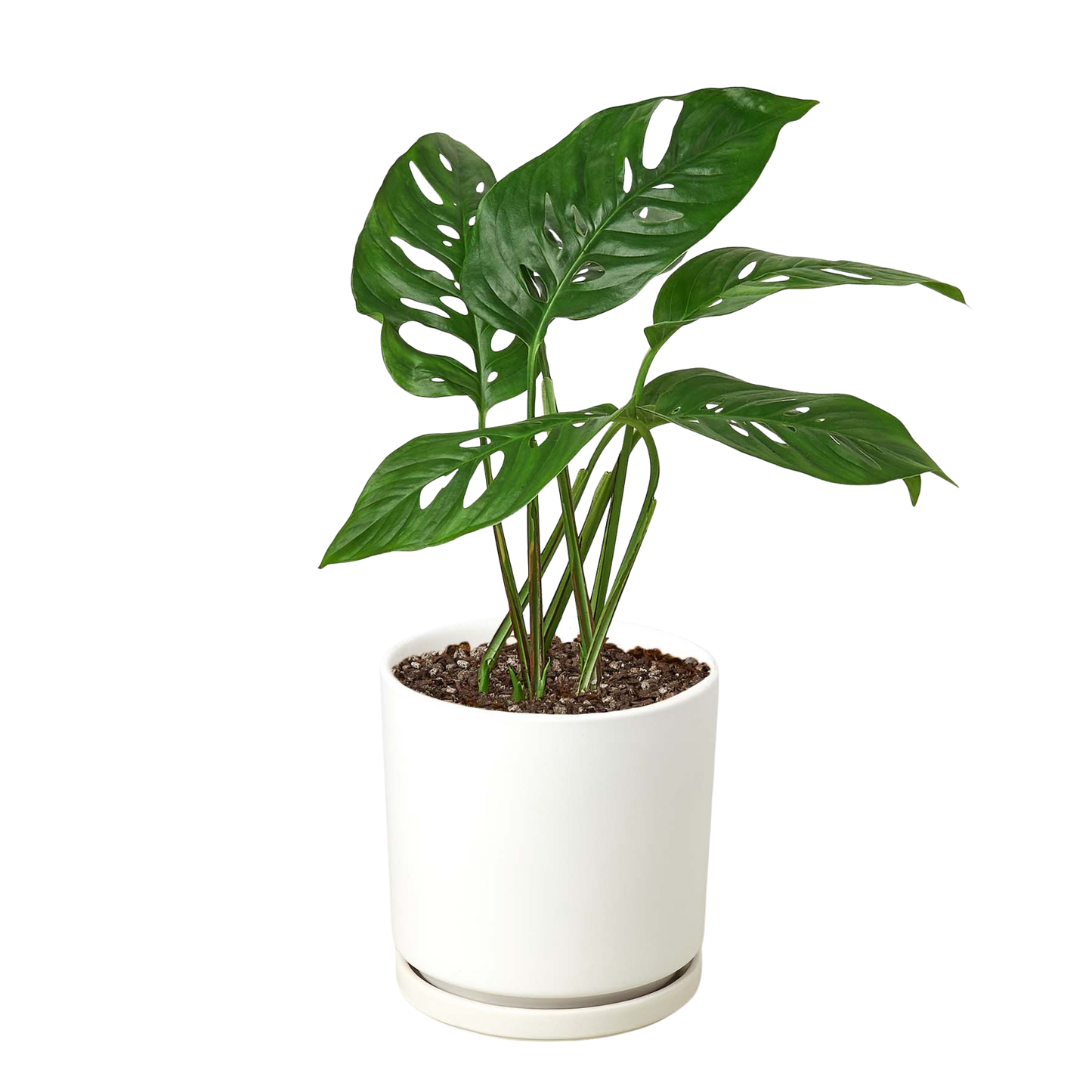 Monstera Adansonii 'Swiss Cheese'