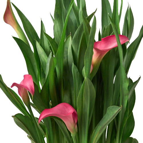 Calla Lily