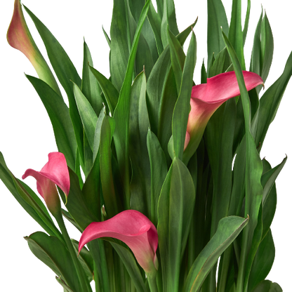 Calla Lily