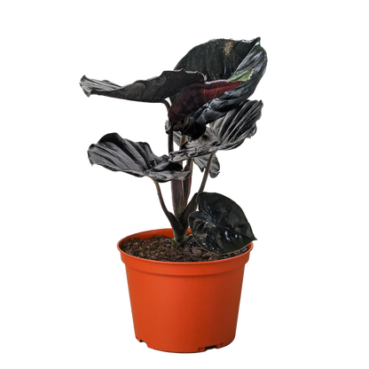 Alocasia 'Black Infernalis'