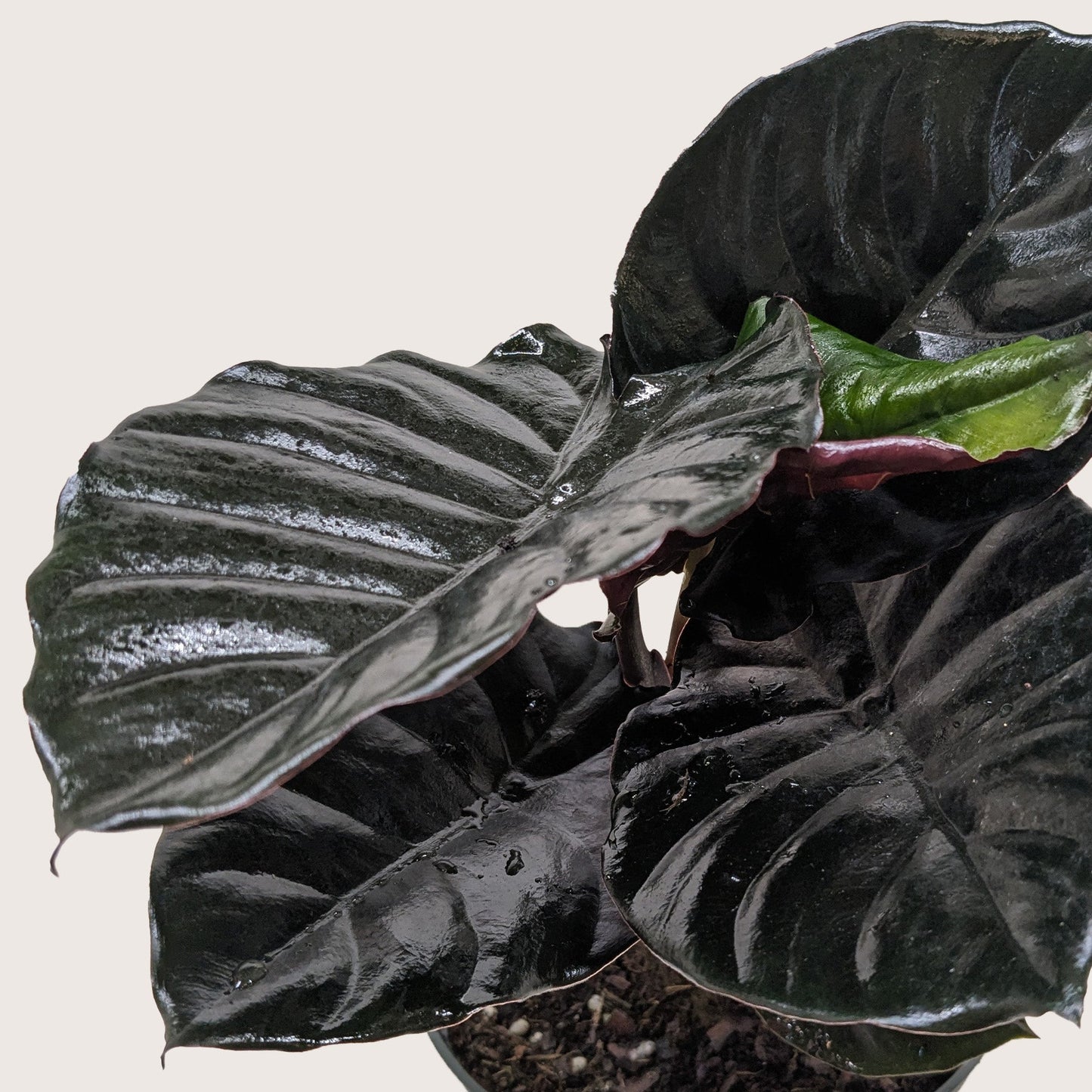 Alocasia 'Black Infernalis'