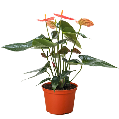 Anthurium 'Orange'