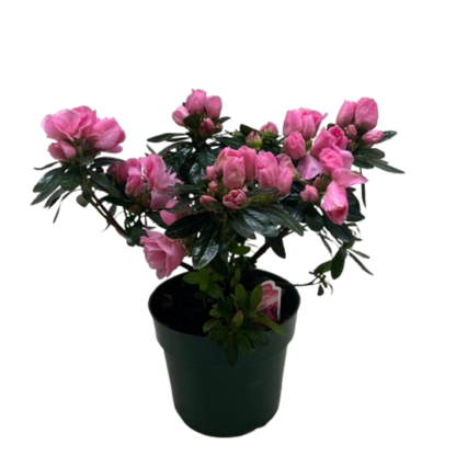 Azalea (Rhododendron)