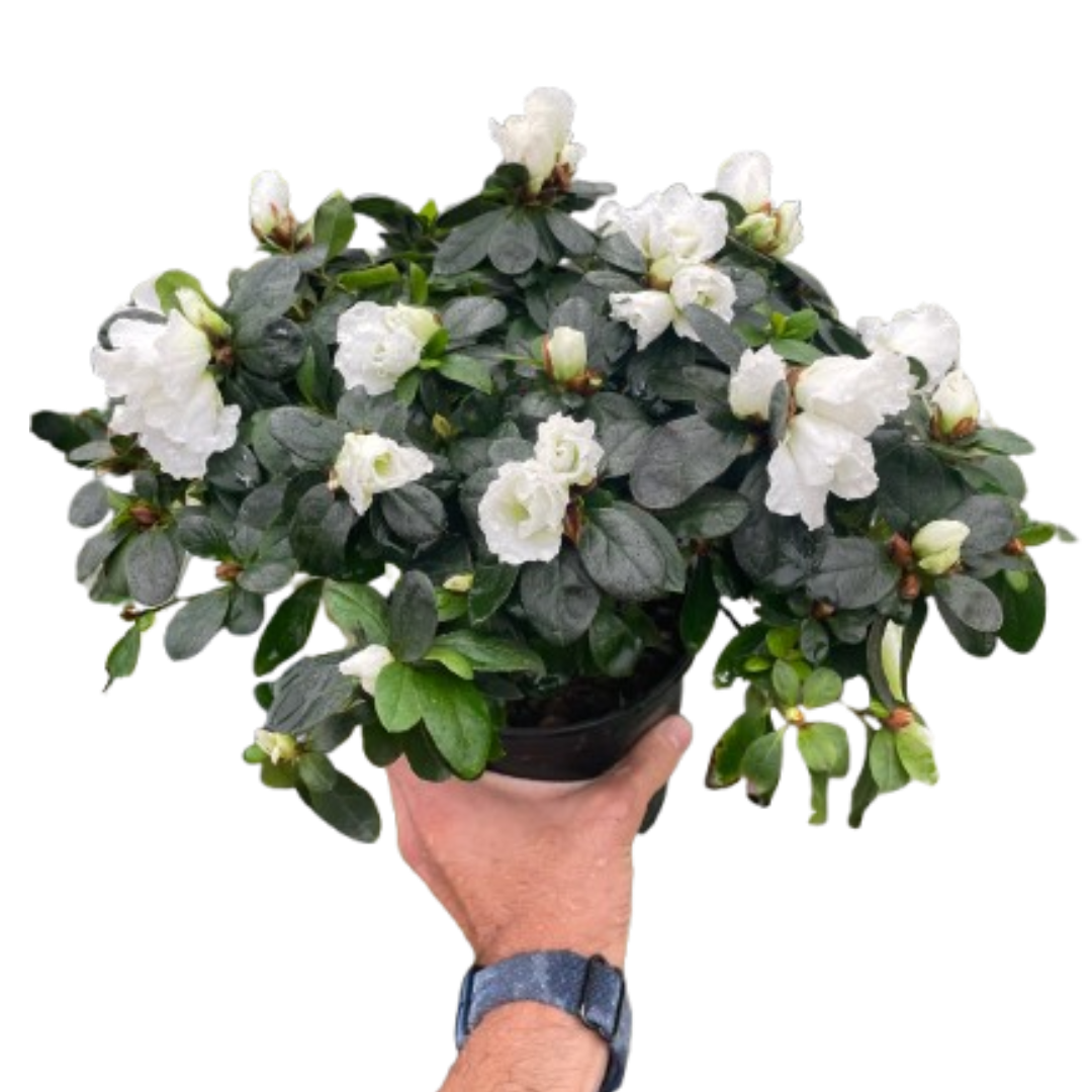 Azalea (Rhododendron)