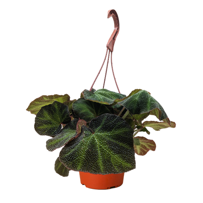 Begonia 'Soli Mutata'