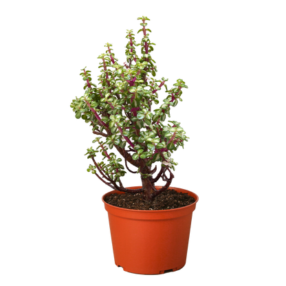 Bonsai Jade Dwarf Rainbow