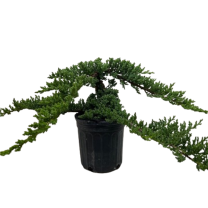 Bonsai Juniper