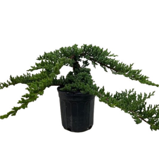 Bonsai Juniper