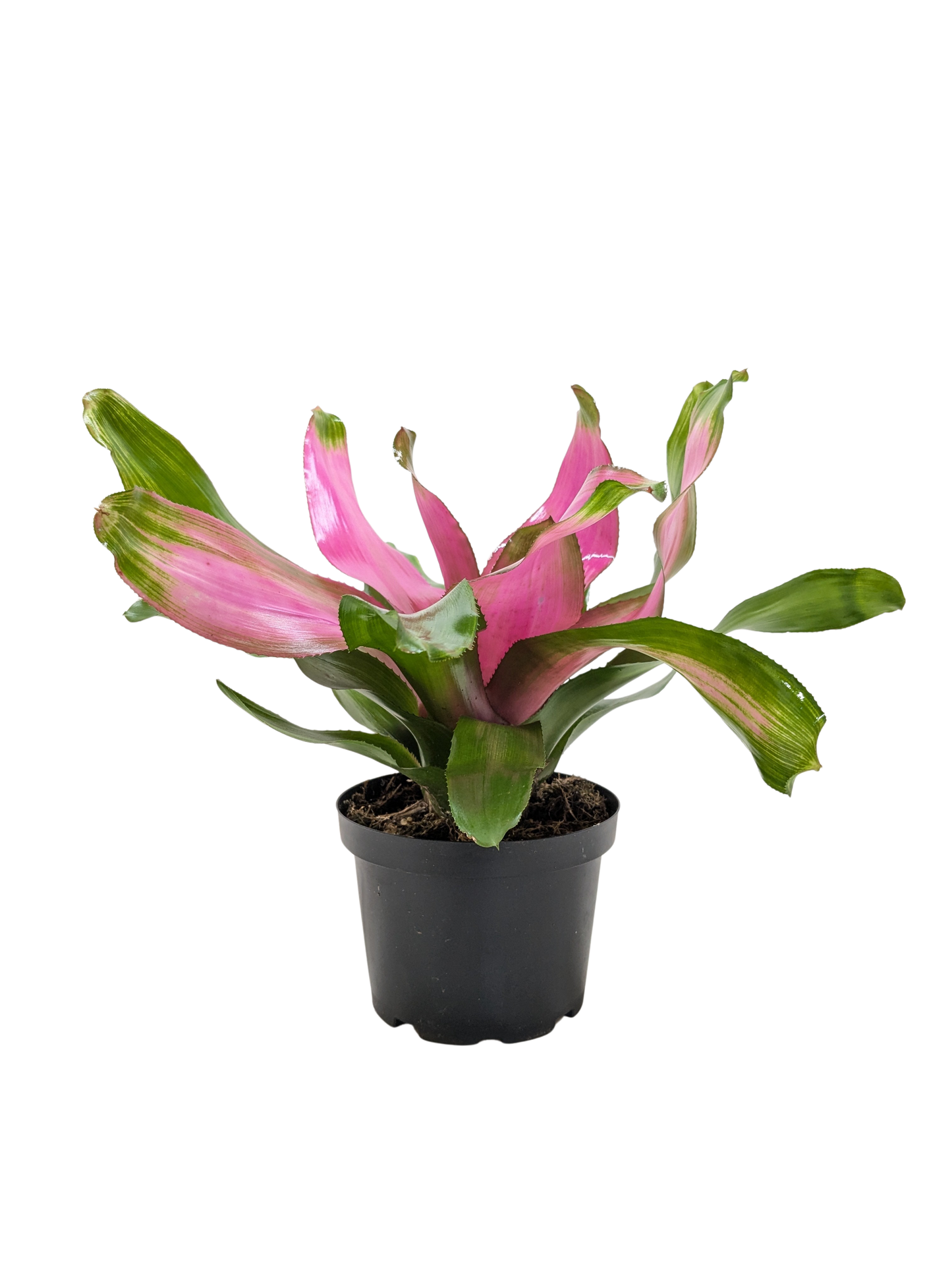 Bromeliad 'Donna'