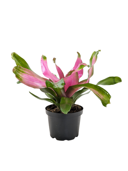 Bromeliad 'Donna'