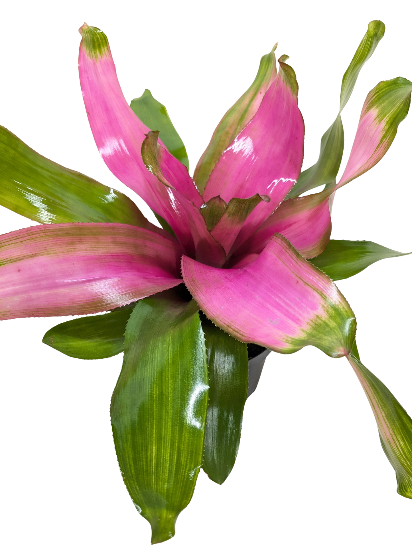 Bromeliad 'Donna'