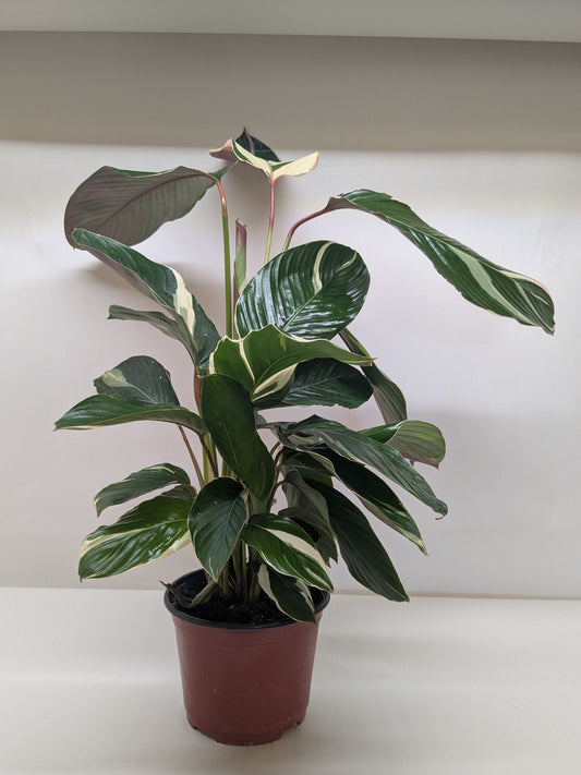 Calathea 'Princess Dalya'