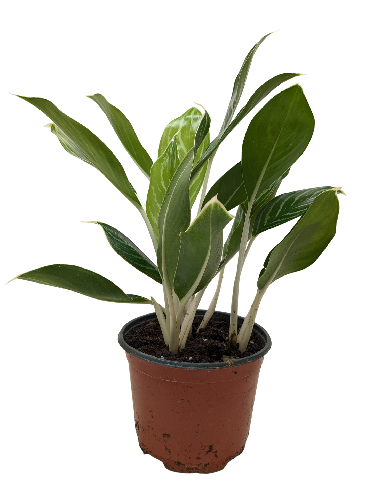 Chinese Evergreen 'Snow Cap'