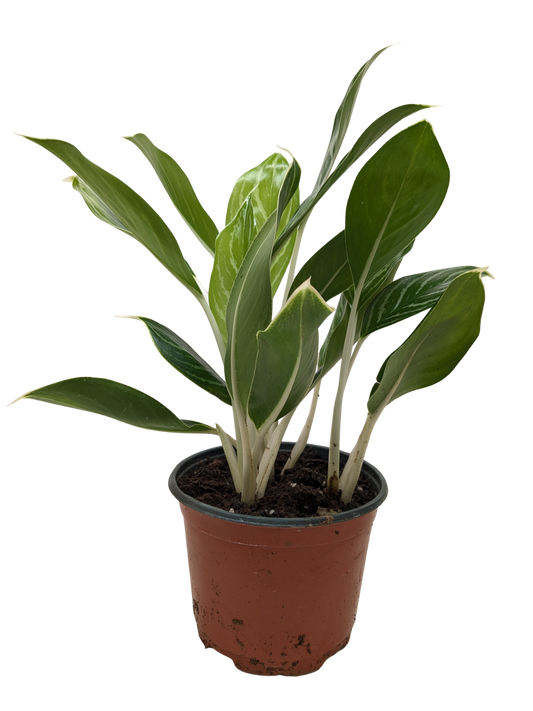 Chinese Evergreen 'Snow Cap'