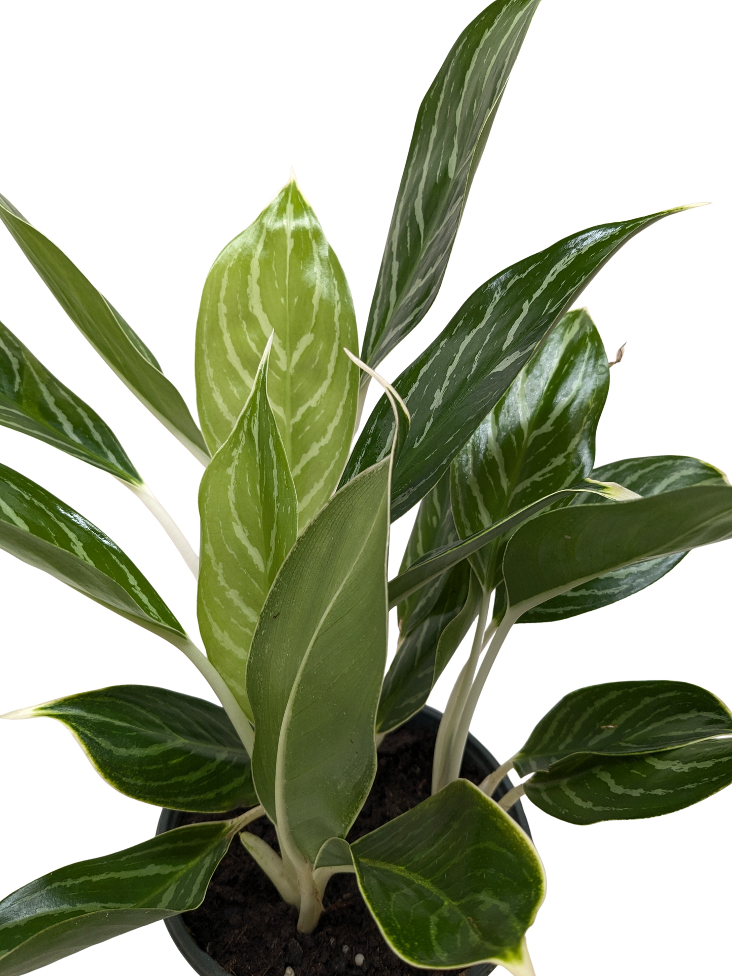 Chinese Evergreen 'Snow Cap'