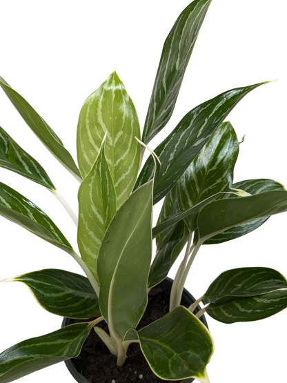 Chinese Evergreen 'Snow Cap'