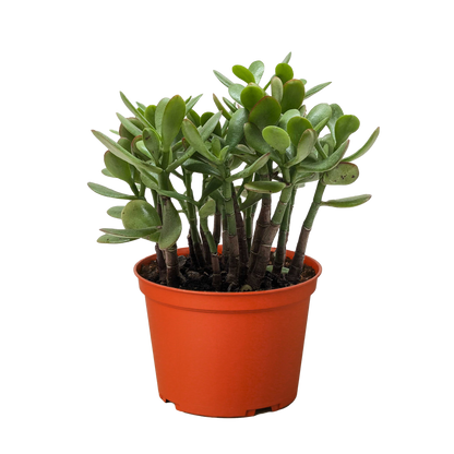 Succulent Crassula 'Jade'