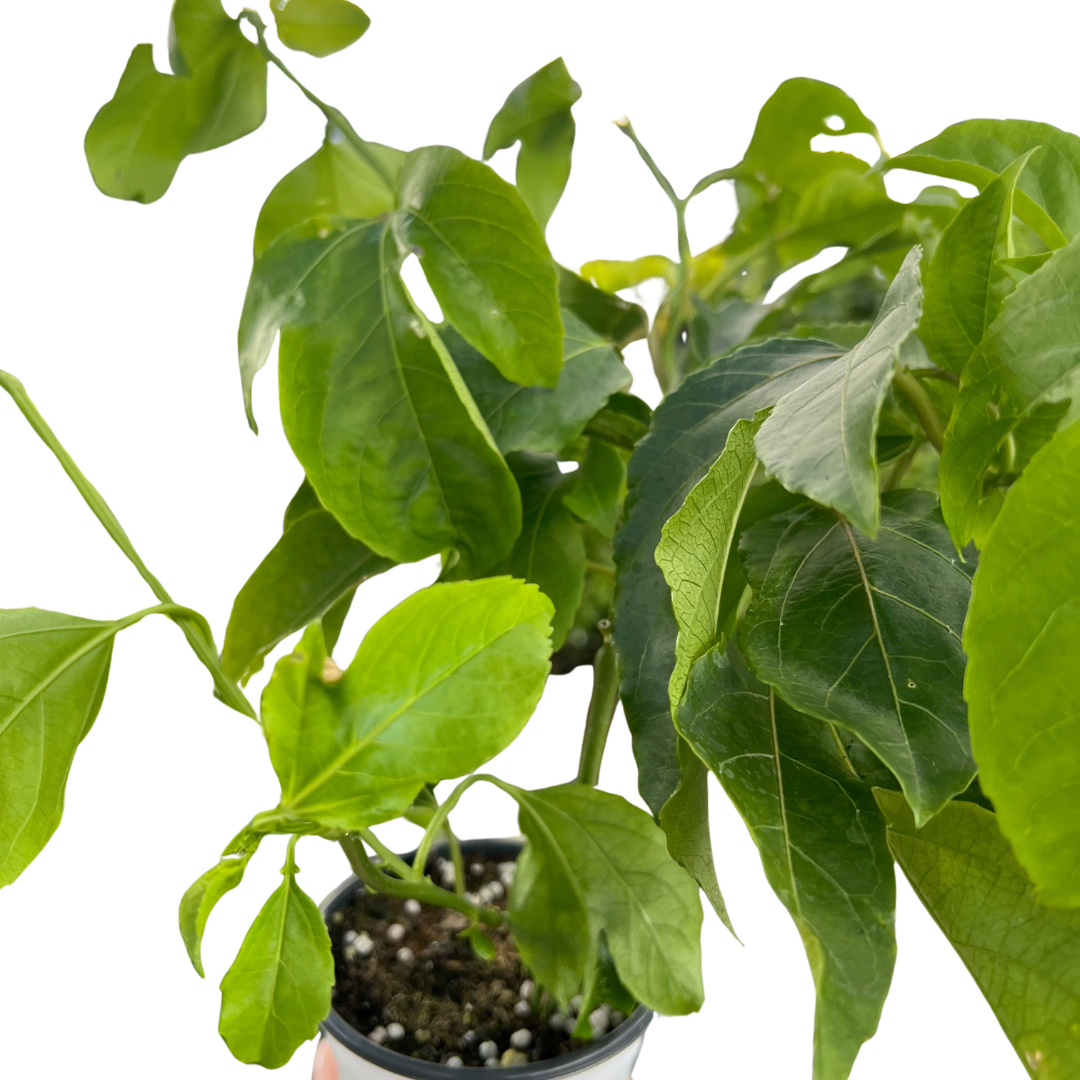 ED Passion Fruit