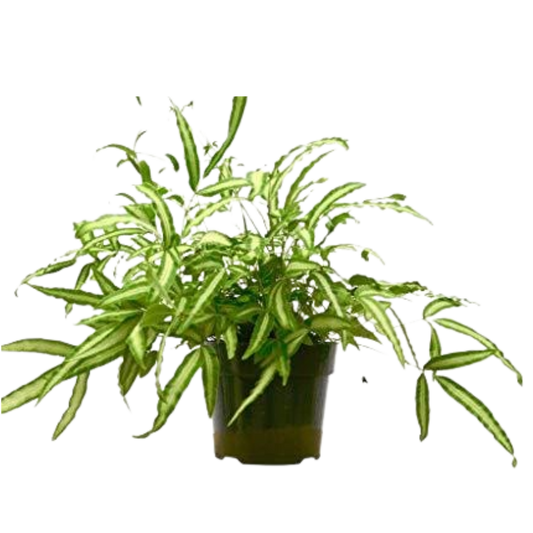 Pteris Cretica 'Albo Fern' - 6" Pot - NURSERY POT ONLY