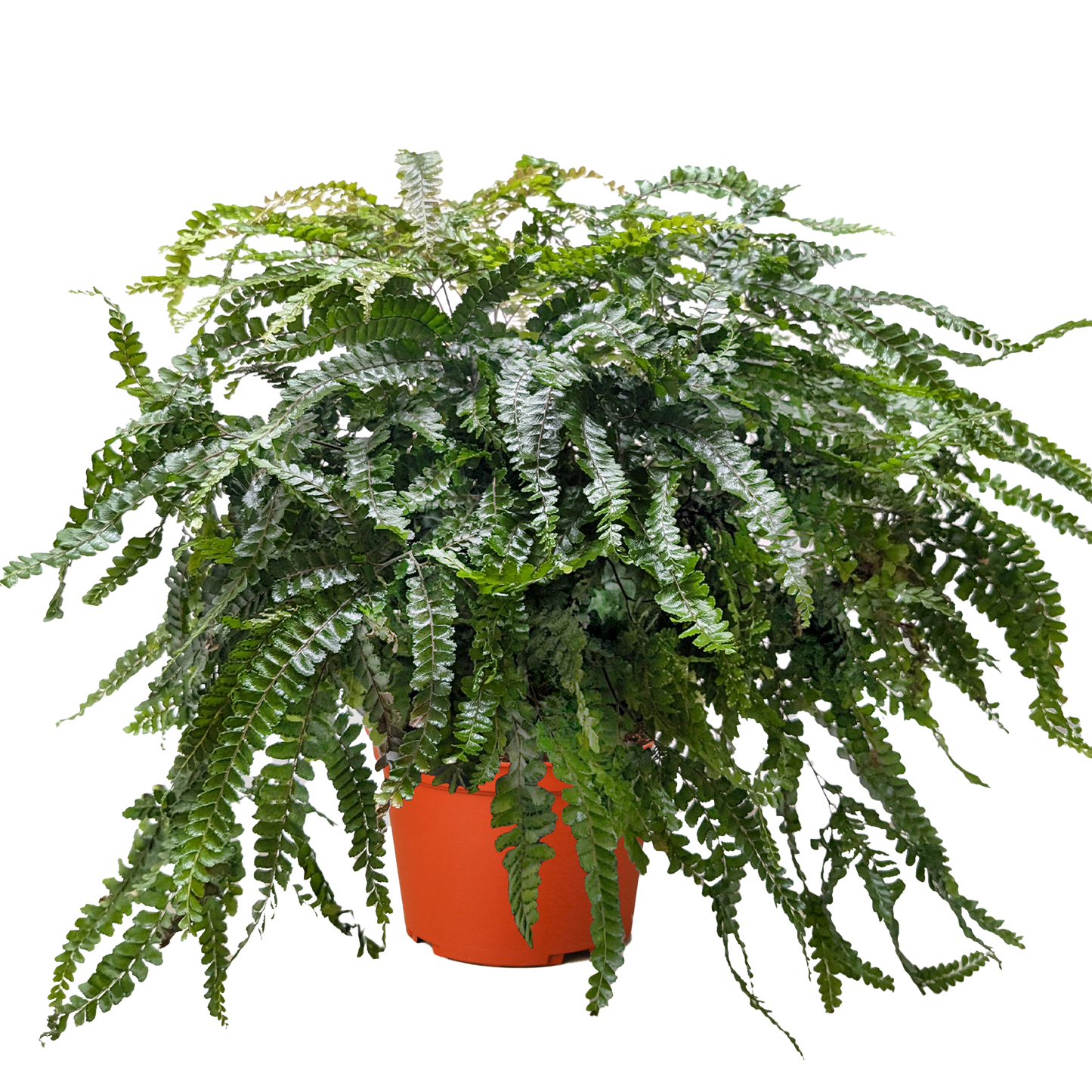 Fern Rosy Maidenhair