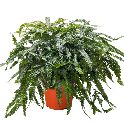 Fern Rosy Maidenhair