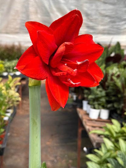 Hippeastrum Amaryllis Red