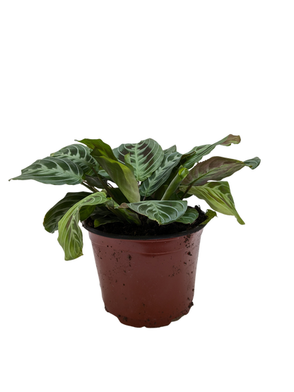 Maranta Black
