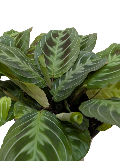 Maranta Black