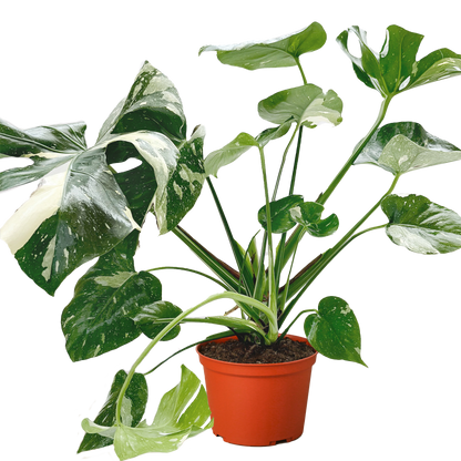 Monstera 'Thai Constellation'