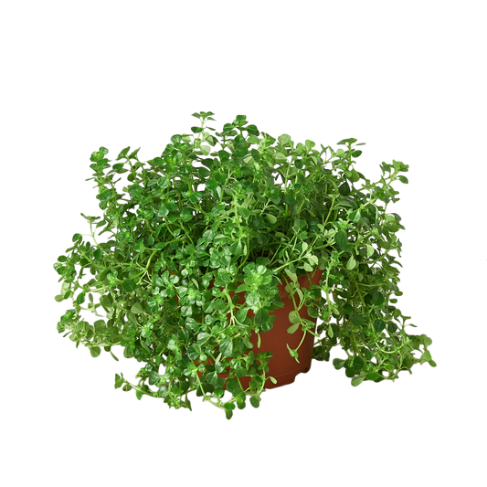 Nettle 'Baby's Tear' - 6" Pot - NURSERY POT ONLY