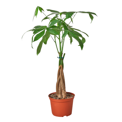 Money Tree 'Guiana Chestnut' Pachira Braid - 6" Pot - NURSERY POT ONLY