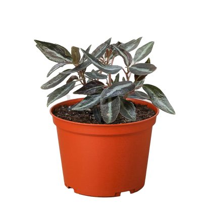 Peperomia 'Metallica'