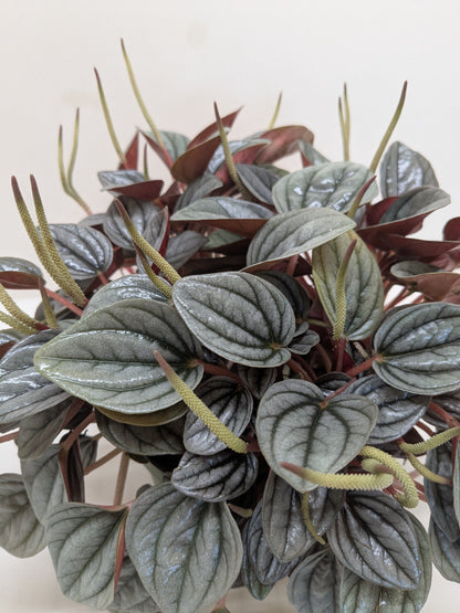 Peperomia 'San Marino'