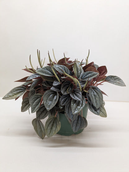 Peperomia 'San Marino'