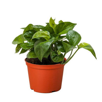 Pothos 'Lemon Top'