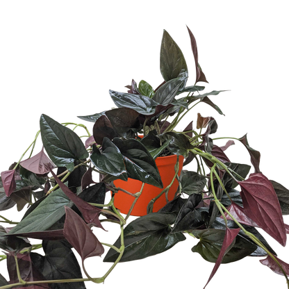 Syngonium 'Red Arrow'